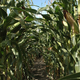 Illustration for article titled Pesky insects becoming resistant to genetically modified corn